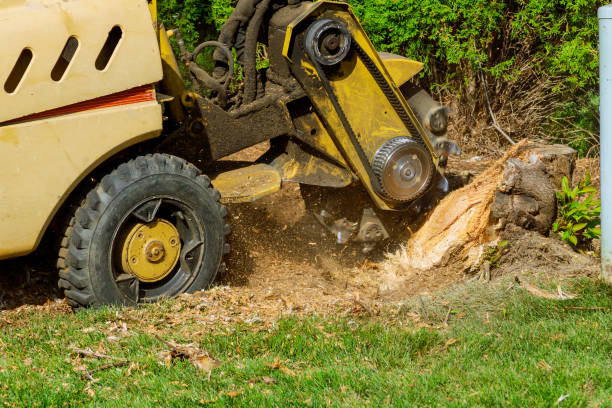 Trusted Milford, MI Tree Service Experts